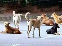 Up News: कुत्तों का आतंक, खेत जा रहे लड़के पर किया हमला, चबा डाली नाक Up News: कुत्तों का आतंक, खेत जा रहे लड़के पर किया हमला, चबा डाली नाक