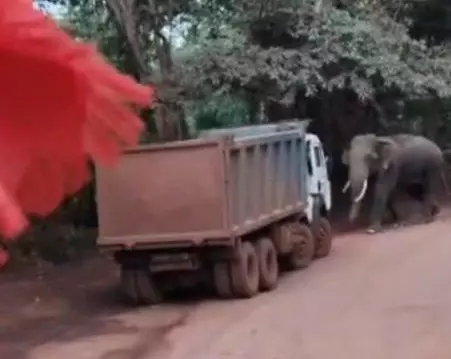 हाईवा का रास्ता हाथी ने रोका, रिवर्स कर ड्राइवर ने बचाई अपनी जान हाईवा का रास्ता हाथी ने रोका, रिवर्स कर ड्राइवर ने बचाई अपनी जान