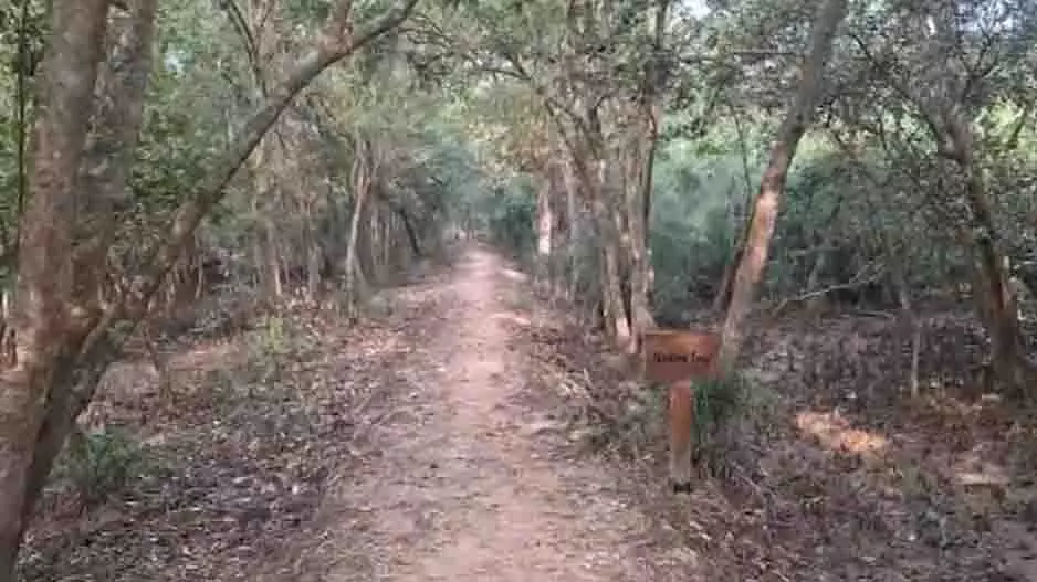 Odisha: भितरकनिका जंगल में छह दिनों से लापता मां-बेटे की जोड़ी Odisha: भितरकनिका जंगल में छह दिनों से लापता मां-बेटे की जोड़ी