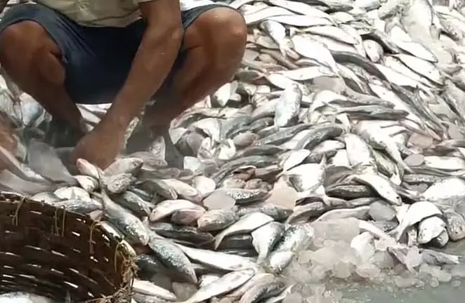 खोका हिल्सा की कार रोके जाने पर गुस्सा, अराद में नीलामी को लेकर अशांति खोका हिल्सा की कार रोके जाने पर गुस्सा, अराद में नीलामी को लेकर अशांति
