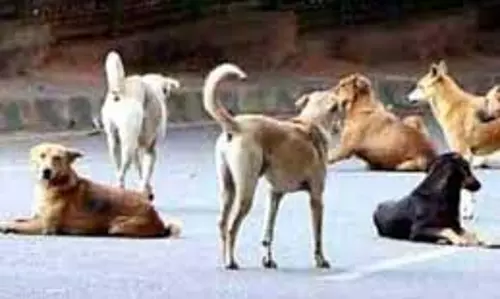 Up News: कुत्तों का आतंक, खेत जा रहे लड़के पर किया हमला, चबा डाली नाक