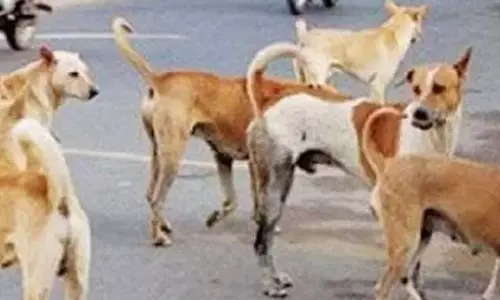 बीरगांव में बच्ची को कुत्तों ने नोचा, हालत नाजुक