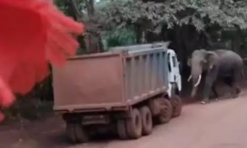 हाईवा का रास्ता हाथी ने रोका, रिवर्स कर ड्राइवर ने बचाई अपनी जान हाईवा का रास्ता हाथी ने रोका, रिवर्स कर ड्राइवर ने बचाई अपनी जान