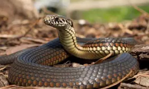 Rayagada सांप के काटने से महिला सरपंच की मौत Rayagada सांप के काटने से महिला सरपंच की मौत