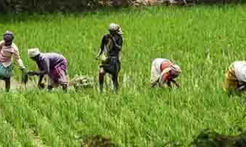 Tamil Nadu: किसानों का विरोध तेज, बोले—50 किलो बैग में खरीदें धान Tamil Nadu: किसानों का विरोध तेज, बोले—50 किलो बैग में खरीदें धान
