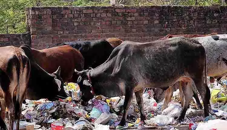 Ganjam में आवारा गाय से 40 किलो प्लास्टिक कचरा निकाला गया Ganjam में आवारा गाय से 40 किलो प्लास्टिक कचरा निकाला गया