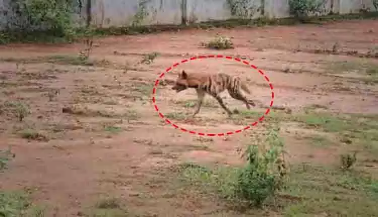 Mayurbhanj में लकड़बग्घे के हमले में 17 लोग घायल, वन विभाग हाई अलर्ट पर Mayurbhanj में लकड़बग्घे के हमले में 17 लोग घायल, वन विभाग हाई अलर्ट पर
