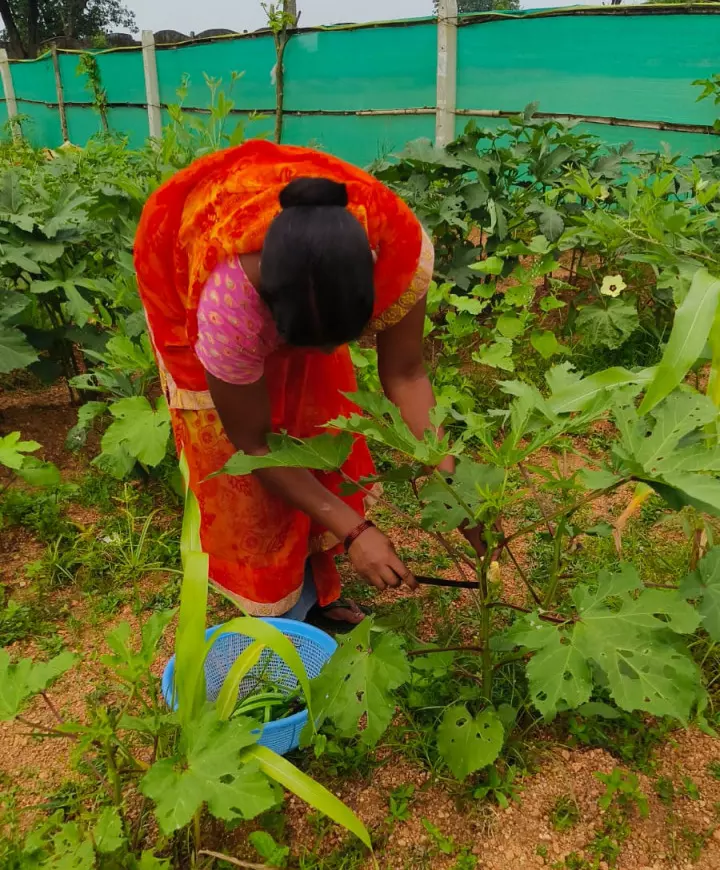 किचन गार्डन की अनोखी पहल, स्टूडेंट्स अपनी उगाई सब्जियां खा रहे हैं मिड-डे मील में किचन गार्डन की अनोखी पहल, स्टूडेंट्स अपनी उगाई सब्जियां खा रहे हैं मिड-डे मील में