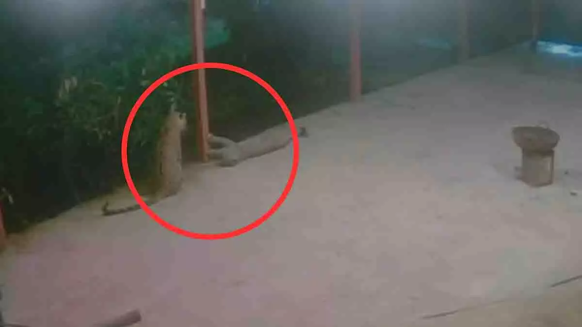 Nashik: इगतपुरी के निवासी कवनई इलाके में तेंदुओं के खुलेआम घूमने से चिंतित Nashik: इगतपुरी के निवासी कवनई इलाके में तेंदुओं के खुलेआम घूमने से चिंतित
