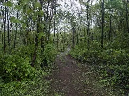 सरकार ने वन भूमि वितरण की जांच के लिए विशेष टीमें नियुक्त कीं सरकार ने वन भूमि वितरण की जांच के लिए विशेष टीमें नियुक्त कीं