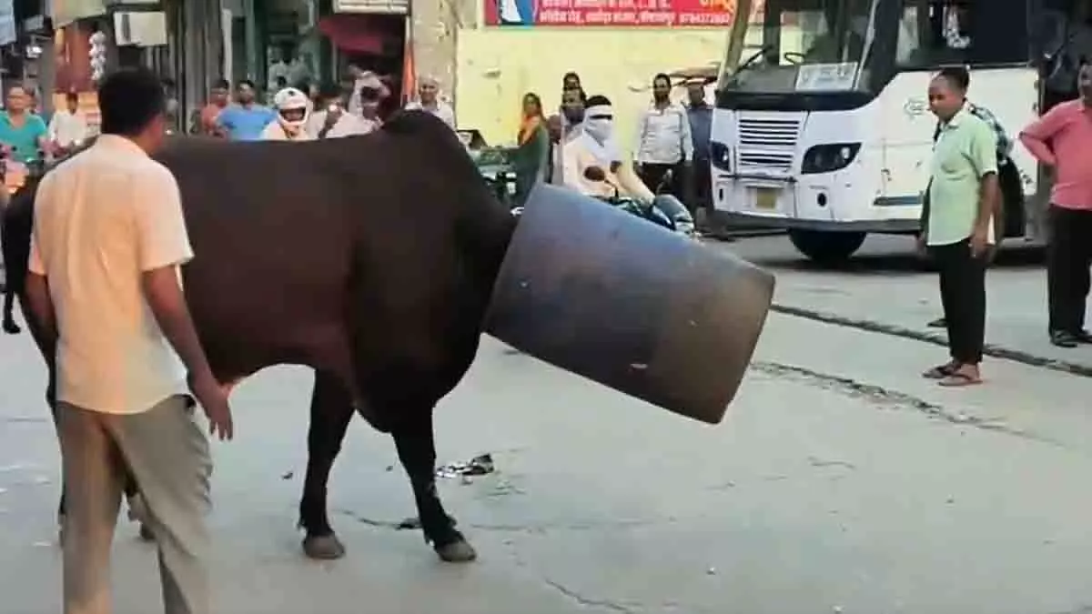 Rajasthan: नीला ड्रम सिर पर फंसाए सांड ने बाजार में मचाई अफरा-तफरी Rajasthan: नीला ड्रम सिर पर फंसाए सांड ने बाजार में मचाई अफरा-तफरी