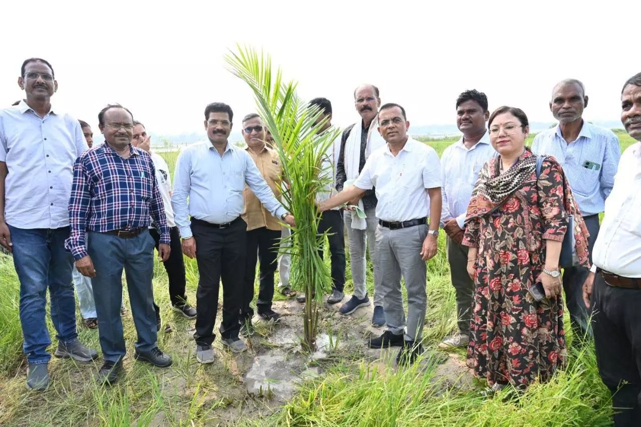 कलेक्टर जन्मेजय महोबे पहुंचे ऑयल पाम के खेत, किसानों को दी स्थायी आमदनी की राह कलेक्टर जन्मेजय महोबे पहुंचे ऑयल पाम के खेत, किसानों को दी स्थायी आमदनी की राह