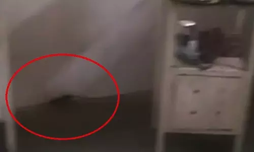 महिला प्रसूति वार्ड बना चूहों का अड्डा, सरकारी हॉस्पिटल में स्वास्थ्य व्यवस्था का बुरा हाल महिला प्रसूति वार्ड बना चूहों का अड्डा, सरकारी हॉस्पिटल में स्वास्थ्य व्यवस्था का बुरा हाल