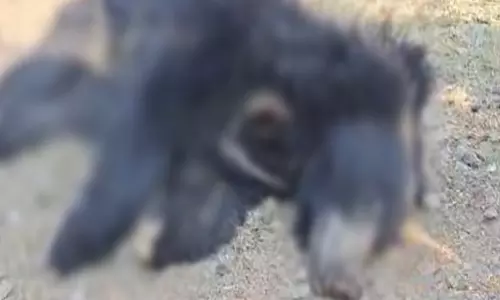 महासमुंद में नर भालू का मिला शव महासमुंद में नर भालू का मिला शव