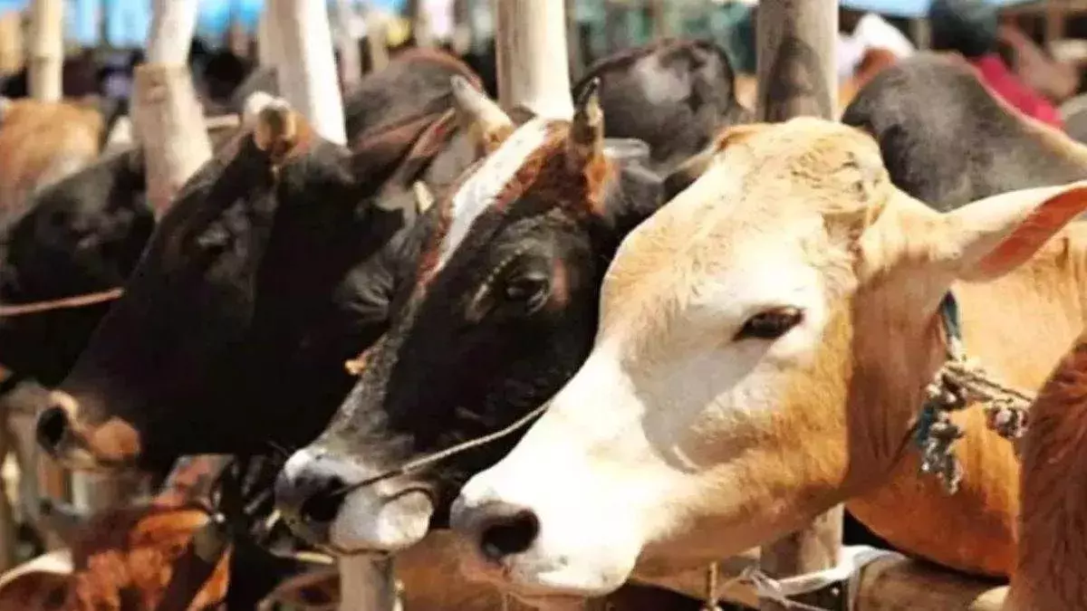 Katihar: अवैध मवेशी परिवहन का मामला उजागर Katihar: अवैध मवेशी परिवहन का मामला उजागर
