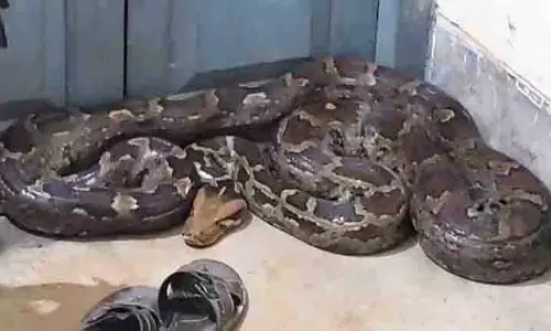 खलीकोट CHC स्टाफ क्वार्टर से 20 फुट का विशालकाय अजगर बचाया गया खलीकोट CHC स्टाफ क्वार्टर से 20 फुट का विशालकाय अजगर बचाया गया