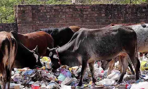 Ganjam में आवारा गाय से 40 किलो प्लास्टिक कचरा निकाला गया