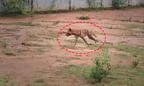 Mayurbhanj में लकड़बग्घे के हमले में 17 लोग घायल, वन विभाग हाई अलर्ट पर