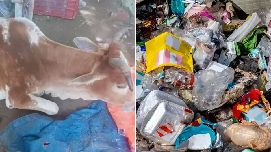 Brahmapur में चार घंटे की सर्जरी के बाद गाय के पेट से 50 किलो प्लास्टिक निकाला गया Brahmapur में चार घंटे की सर्जरी के बाद गाय के पेट से 50 किलो प्लास्टिक निकाला गया