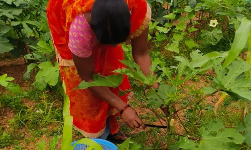 किचन गार्डन की अनोखी पहल, स्टूडेंट्स अपनी उगाई सब्जियां खा रहे हैं मिड-डे मील में