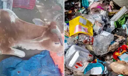 Odisha में गाय के पेट से निकला कचरे का पहाड़