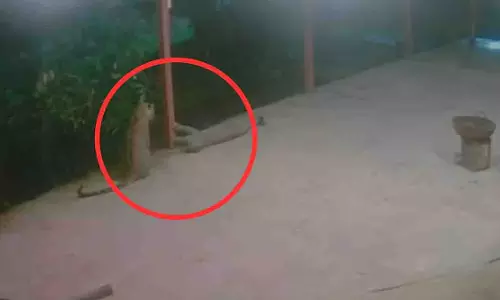 Nashik: इगतपुरी के निवासी कवनई इलाके में तेंदुओं के खुलेआम घूमने से चिंतित Nashik: इगतपुरी के निवासी कवनई इलाके में तेंदुओं के खुलेआम घूमने से चिंतित