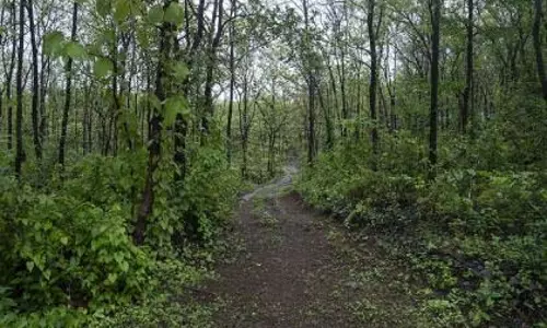 सरकार ने वन भूमि वितरण की जांच के लिए विशेष टीमें नियुक्त कीं सरकार ने वन भूमि वितरण की जांच के लिए विशेष टीमें नियुक्त कीं