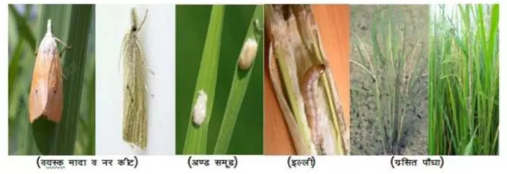 धान की फसल पर कीटों का खतरा, खेत पहुंचे कृषि वैज्ञानिक धान की फसल पर कीटों का खतरा, खेत पहुंचे कृषि वैज्ञानिक