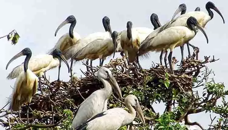 Bhitarkanika में पक्षियों के घोंसलों में मामूली वृद्धि देखी गई, 1.3 लाख की गणना की गई Bhitarkanika में पक्षियों के घोंसलों में मामूली वृद्धि देखी गई, 1.3 लाख की गणना की गई