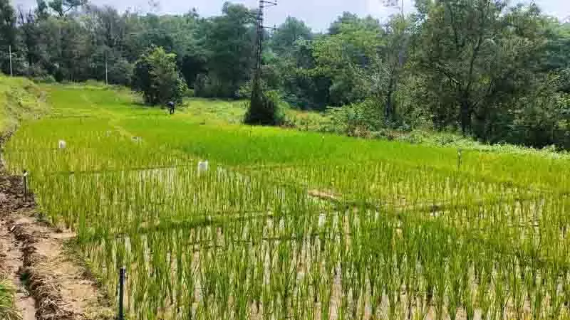 Palampur कृषि विश्वविद्यालय ने फिलीपींस के अनुसंधान संस्थान के साथ हाथ मिलाया Palampur कृषि विश्वविद्यालय ने फिलीपींस के अनुसंधान संस्थान के साथ हाथ मिलाया