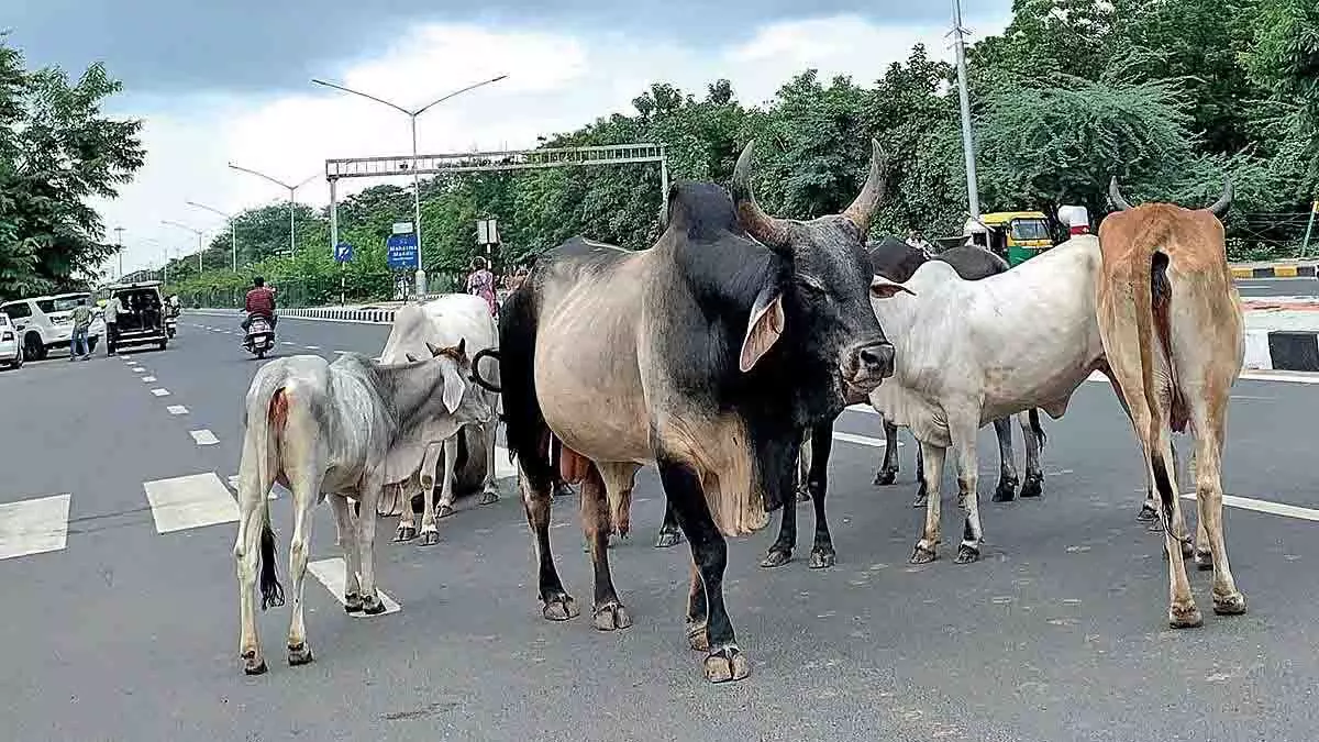 Chhatarpur: आवारा सांड के हमले से 54 वर्षीय महिला की दर्दनाक मौत Chhatarpur: आवारा सांड के हमले से 54 वर्षीय महिला की दर्दनाक मौत