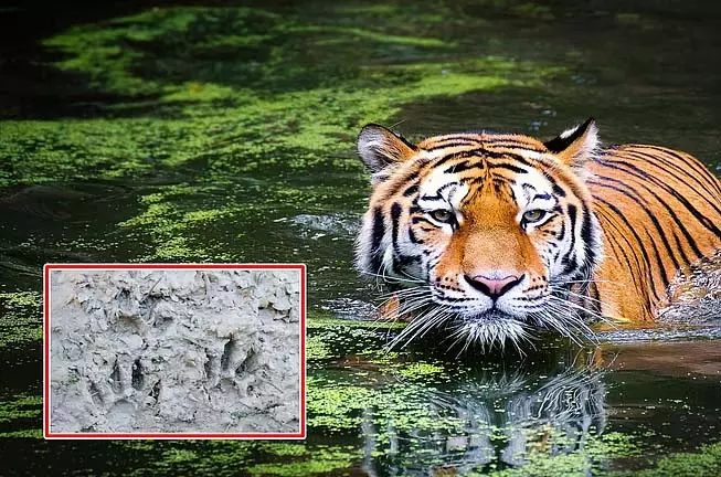 Sundarbans में फिर बाघों का खौफ, गोसाबा में बाघ के नए पैरों के निशान मिले Sundarbans में फिर बाघों का खौफ, गोसाबा में बाघ के नए पैरों के निशान मिले