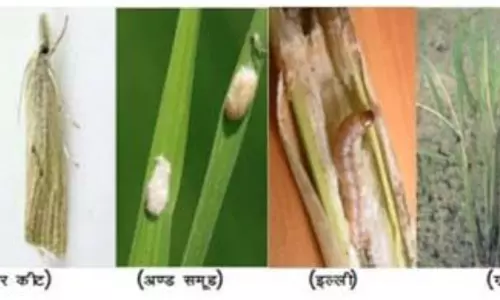 धान की फसल पर कीटों का खतरा, खेत पहुंचे कृषि वैज्ञानिक धान की फसल पर कीटों का खतरा, खेत पहुंचे कृषि वैज्ञानिक