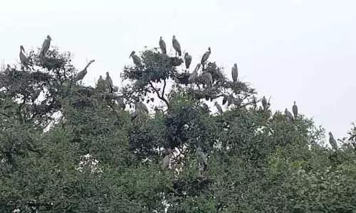भितरकनिका औपनिवेशिक पक्षियों का प्रमुख आश्रय स्थल