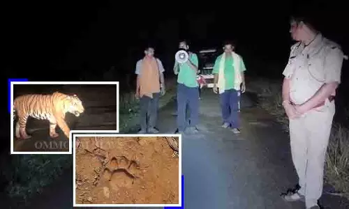 Devgarh में बाघ दिखने से दहशत, वन विभाग ने जारी किया अलर्ट
