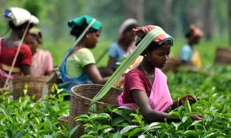 Assam के चाय उद्योग के भविष्य की रक्षा के लिए तेजी से कार्रवाई करें: एटीपीए Assam के चाय उद्योग के भविष्य की रक्षा के लिए तेजी से कार्रवाई करें: एटीपीए