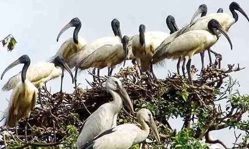 Bhitarkanika में पक्षियों के घोंसलों में मामूली वृद्धि देखी गई, 1.3 लाख की गणना की गई
