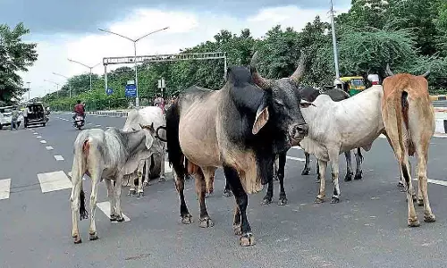 Chhatarpur: आवारा सांड के हमले से 54 वर्षीय महिला की दर्दनाक मौत