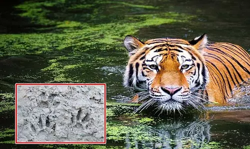 Sundarbans में फिर बाघों का खौफ, गोसाबा में बाघ के नए पैरों के निशान मिले Sundarbans में फिर बाघों का खौफ, गोसाबा में बाघ के नए पैरों के निशान मिले