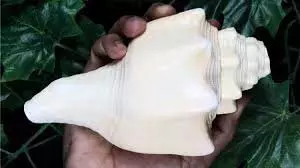 Benefits of Blowing Shankh Daily: जानिए शंख बजाने के अद्भुत फायदे Benefits of Blowing Shankh Daily: जानिए शंख बजाने के अद्भुत फायदे