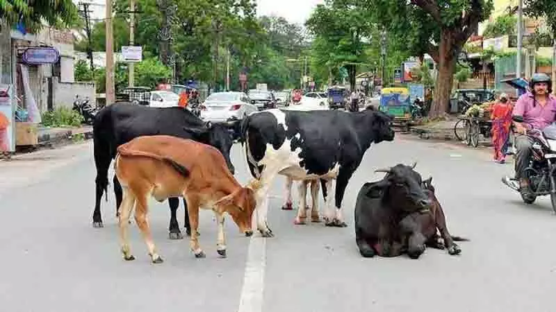 Punjab बाढ़, शवों का वैज्ञानिक निपटान अधिकारियों के लिए चुनौती Punjab बाढ़, शवों का वैज्ञानिक निपटान अधिकारियों के लिए चुनौती