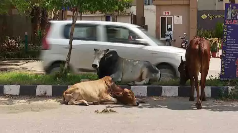 Odisha: सरकार की नई पहल, भुवनेश्वर में बनेगी आधुनिक और आदर्श गौशाला Odisha: सरकार की नई पहल, भुवनेश्वर में बनेगी आधुनिक और आदर्श गौशाला