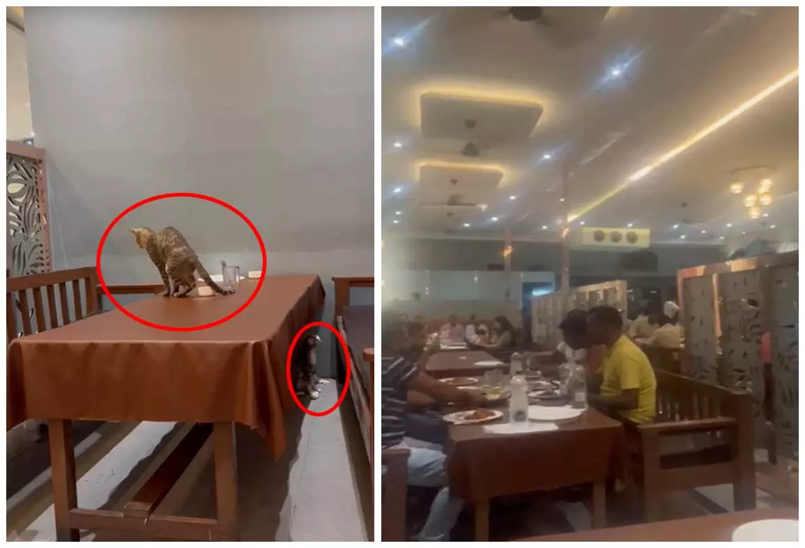 बलबीर ढाबा में ग्राहकों का आरोप, खाने के टेबल पर बिल्ली ने किया मलमूत्र बलबीर ढाबा में ग्राहकों का आरोप, खाने के टेबल पर बिल्ली ने किया मलमूत्र