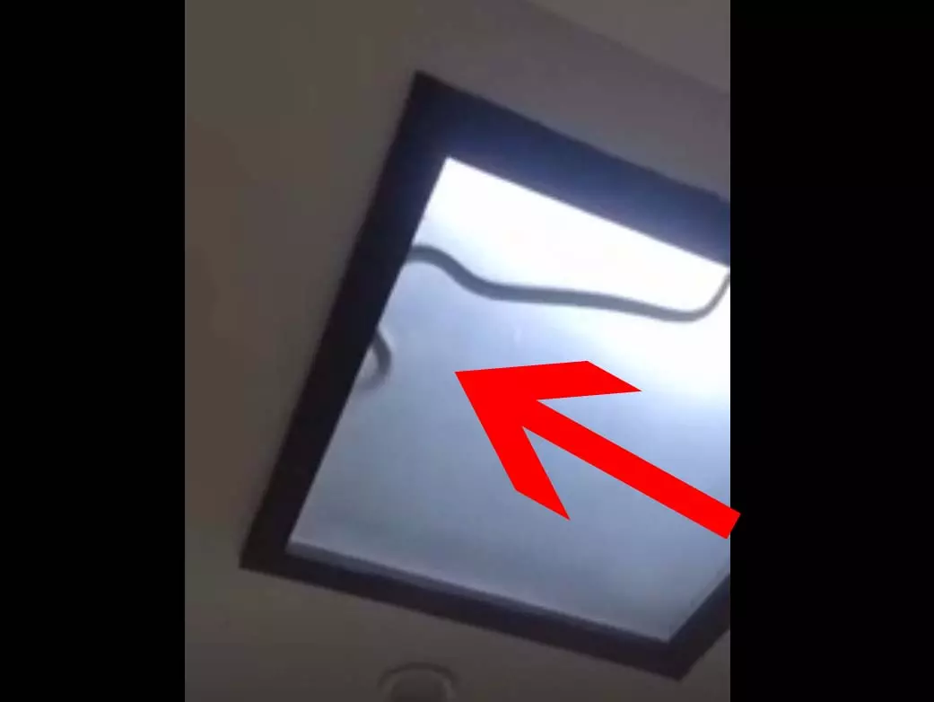 OMG! घर की लाइट में खतरनाक सांप छिपा हुआ था, फिर... OMG! घर की लाइट में खतरनाक सांप छिपा हुआ था, फिर...