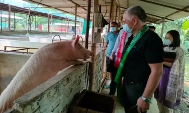 Assam: BTR का सुअर मिशन कैसे आदिवासी किसानों और युवाओं को सशक्त बना Assam: BTR का सुअर मिशन कैसे आदिवासी किसानों और युवाओं को सशक्त बना