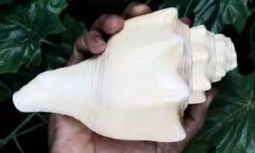 Benefits of Blowing Shankh Daily: जानिए शंख बजाने के अद्भुत फायदे Benefits of Blowing Shankh Daily: जानिए शंख बजाने के अद्भुत फायदे