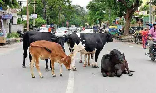 Punjab बाढ़, शवों का वैज्ञानिक निपटान अधिकारियों के लिए चुनौती