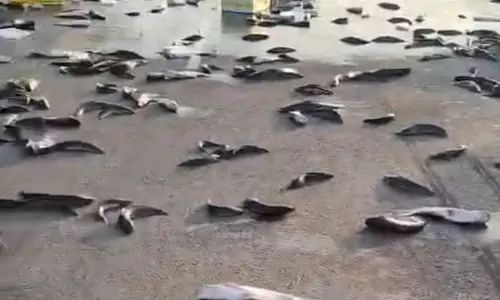 Haryana : रेवाड़ी में पिकअप ट्रक पलटने से हाईवे पर बिखरी मछलियां Haryana : रेवाड़ी में पिकअप ट्रक पलटने से हाईवे पर बिखरी मछलियां