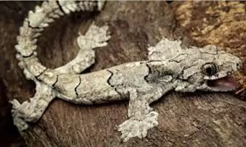 नव खोजी गई छिपकली का नाम Assam वन विभाग के नाम पर रखा गया: हिमंत बिस्वा सरमा