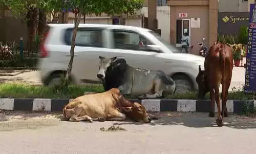 Odisha: सरकार की नई पहल, भुवनेश्वर में बनेगी आधुनिक और आदर्श गौशाला Odisha: सरकार की नई पहल, भुवनेश्वर में बनेगी आधुनिक और आदर्श गौशाला